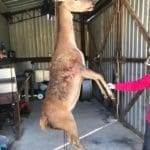 Calvin Hogg Jr shot this Red Stag While Hunting in Kountze Texas (4)