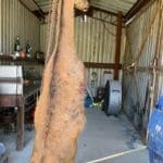 Calvin Hogg Jr. shot this Red Stag While Hunting in Kountze Texas (5)