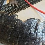 Massive South Carolina Gator Taken by Hunter Neeley