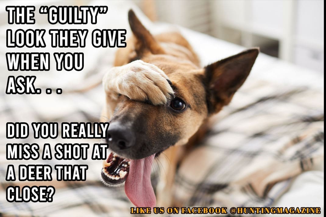 Hunting Meme: The "Guilty" look they give when you ask. . . Did you really miss a shot at a deer that close? LOL