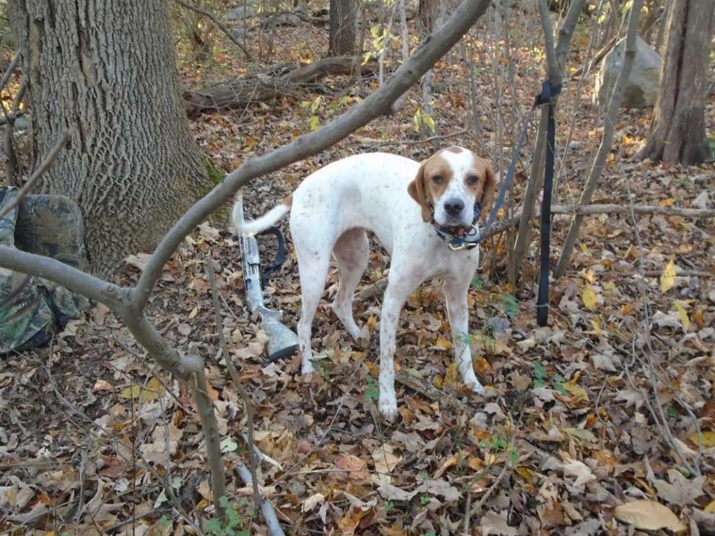 A Turkey Hunter from New Jersey Hunting Dog | Hunting Magazine