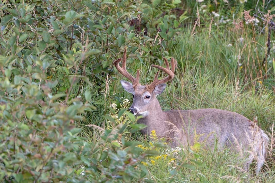 What to Look for in a Trail Camera | Hunting Magazine