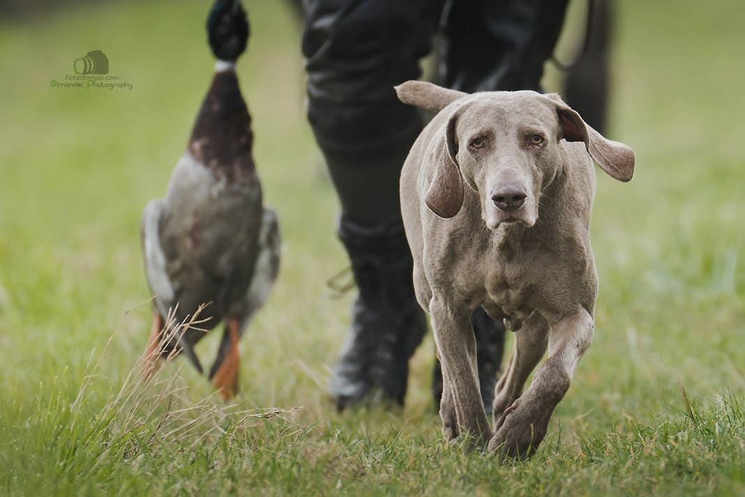 Photo Story: Duck Hunting with the “Greenhorns”