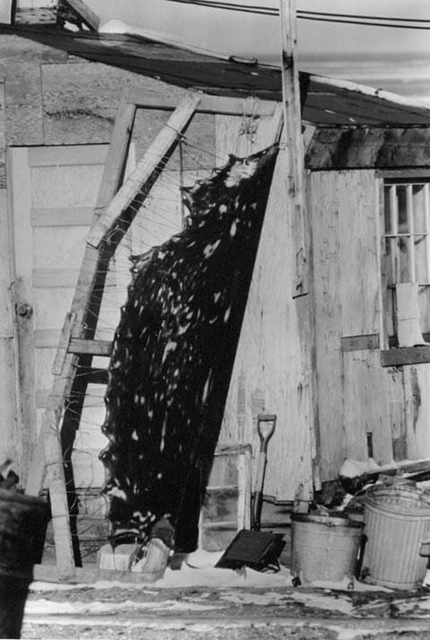 Seal skin drying on rack - Hunting Magazine
