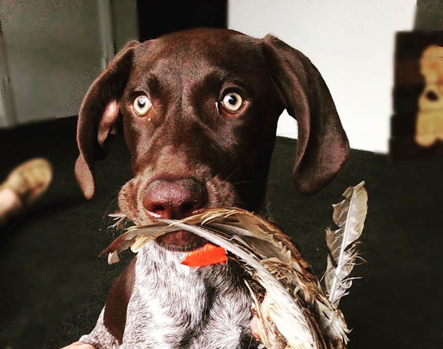 hunting dog puppies (13)