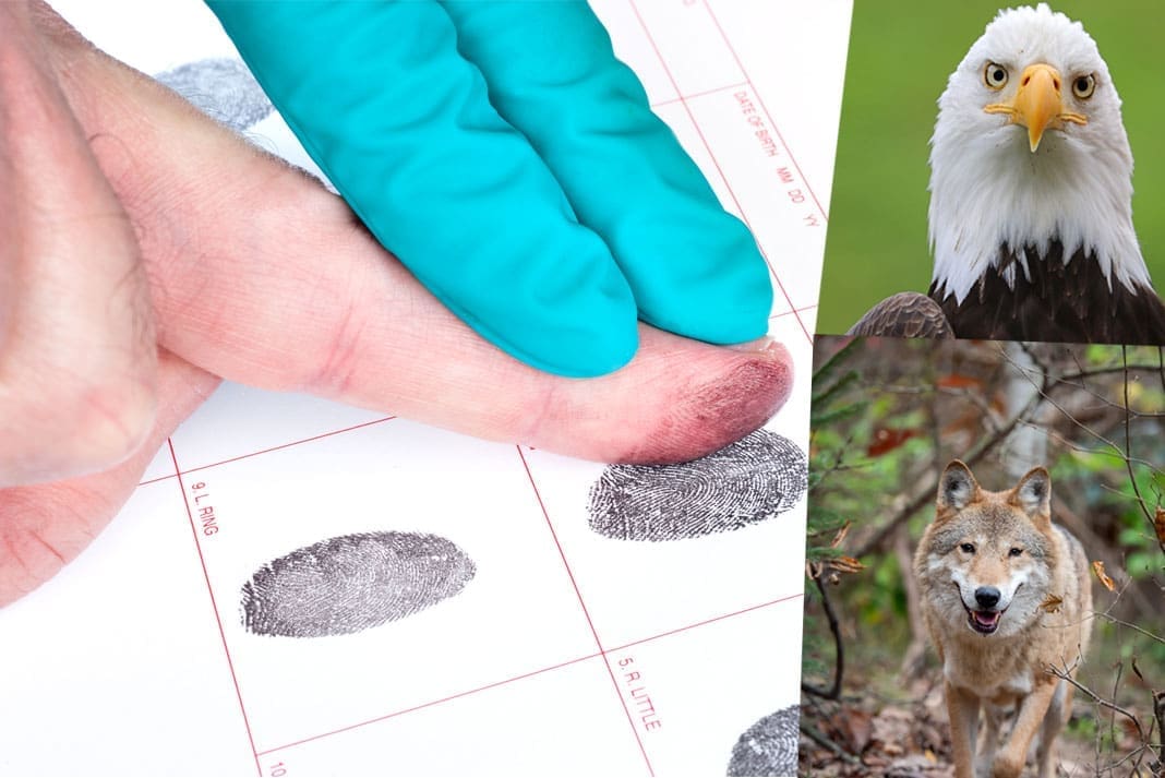 Chippewa County Man Charged with 125 Wildlife Crimes Following DNR Investigation | Hunting Magazine Chippewa County Man Charged with 125 Wildlife Crimes Following DNR Investigation | Hunting Magazine