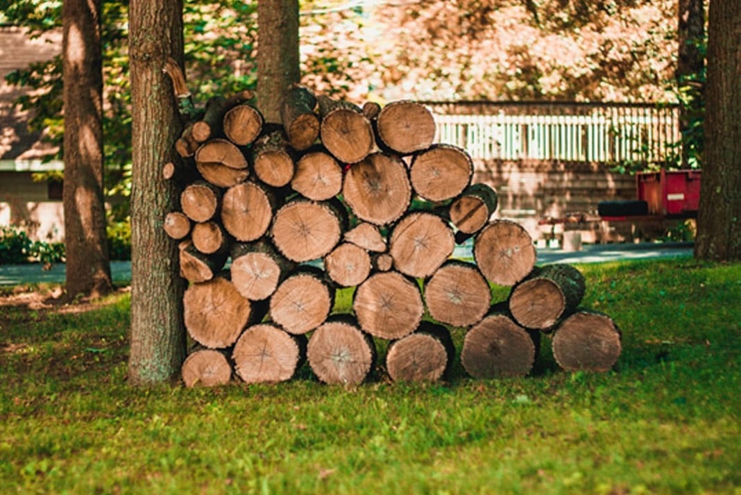 Wood Pile of Pine Cedar Fir Spruce Redwood Larch and Cypress | Hunting Magazine