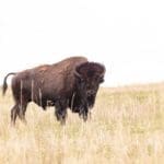 Woman gored after approaching bison in Yellowstone National Park; Always stay more than 25 yards away from bison