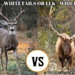 Hunting Meme: Hunting Whitetail Deer vs Hunting Elk – Which One Do You Choose?