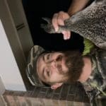 Pintails