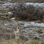 How To Hunt Coyotes – 3 Top Hunting Tips