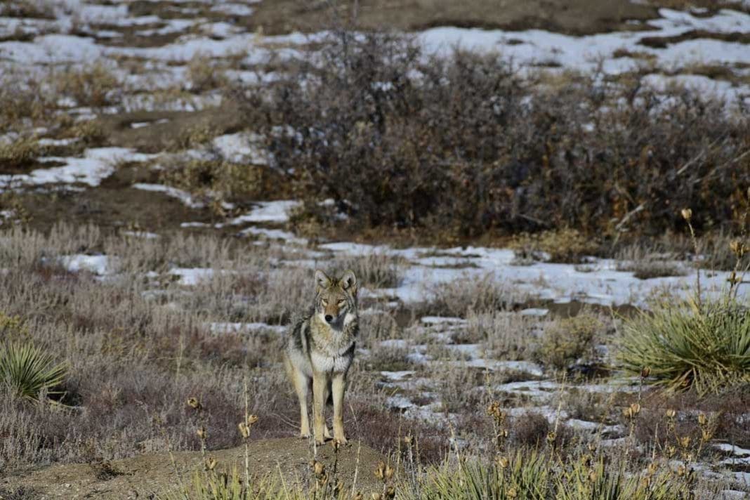 How To Hunt Coyotes – 3 Top Hunting Tips