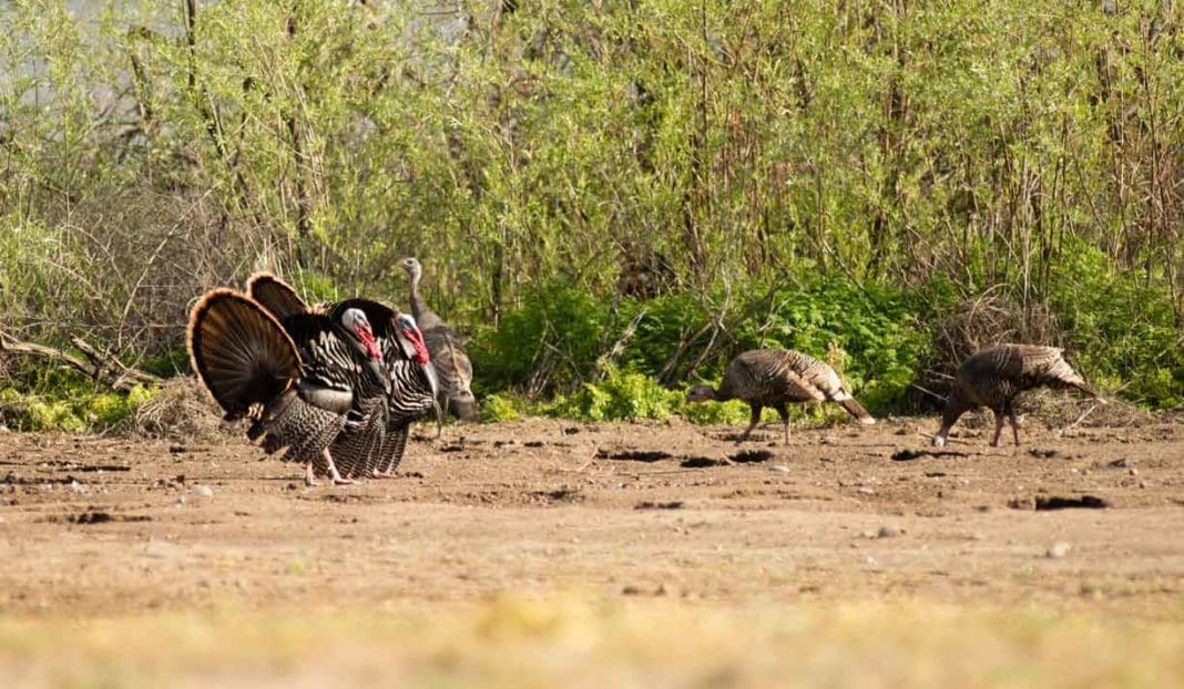 How to Hunt Turkey - Quick Hunting Tips to Help You Prepare for the Turkey Hunting Season