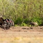 How to Hunt Turkey – Quick Hunting Tips to Help You Prepare for the Turkey Hunting Season