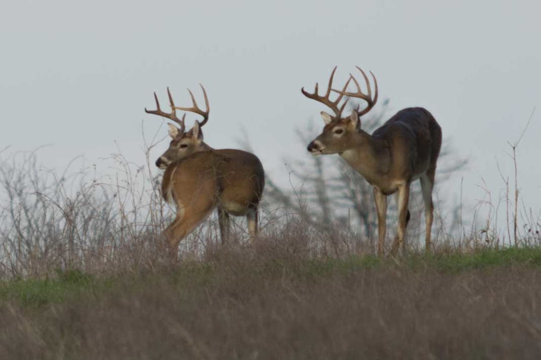 7 Best Deer Hunting States for Trophy Class Whitetails | Hunting Magazine