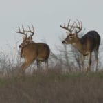 7 Best Deer Hunting States for Trophy Class Whitetails | Hunting Magazine
