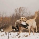 Family Goose Hunt in Northern Wisconsin