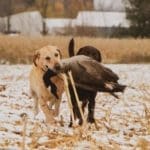 Family Goose Hunt in Northern Wisconsin (5)