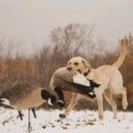 Family Goose Hunt in Northern Wisconsin (7)