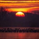 Family Goose Hunt in Northern Wisconsin – Hunting Magazine