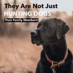 Hunting Meme: They Are Not Just Hunting Dogs – Their Family Members | Hunting Magazine