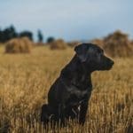Discover the Best Dog Breeds for Hunting. Learn About Gun Dogs | Hunting Magazine