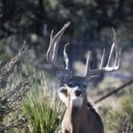 Hunting Big Texas Whitetail Deer | Hunting Magazine