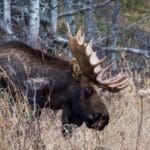 Hunting Huge Bull Moose in Alaska Wilderness | Hunting Magazine