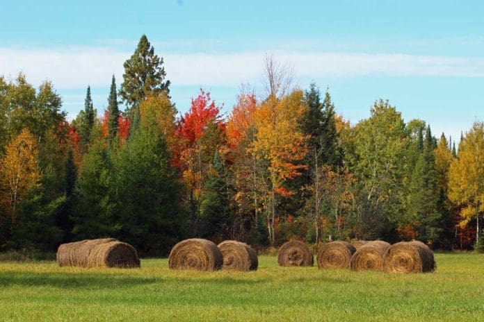 Hunting Fall Turkey in Wisconsin Around Farm Hayfield - Hunting Magazine
