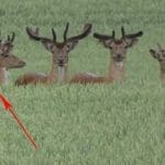 Fact or Fiction – Two Headed Deer? – Hunting Magazine Poll Question