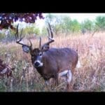 the-best-time-to-hunt-in-october-midwest-whitetail