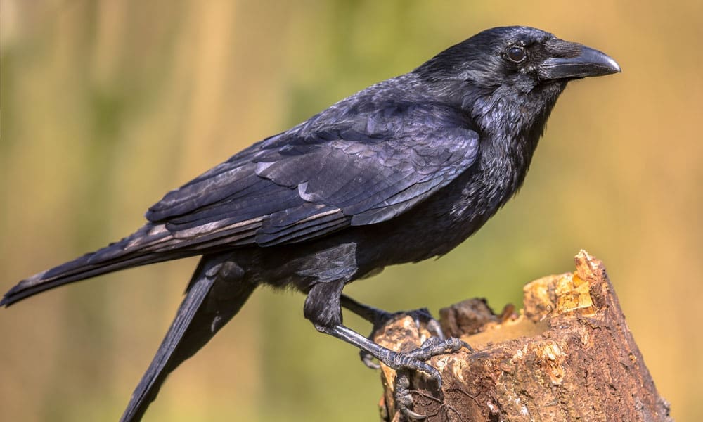 Crow Hunting Hunting for Crows Hunting Magazine