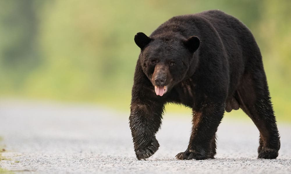 Minnesota Bear Hunting Season - Hunting Magazine