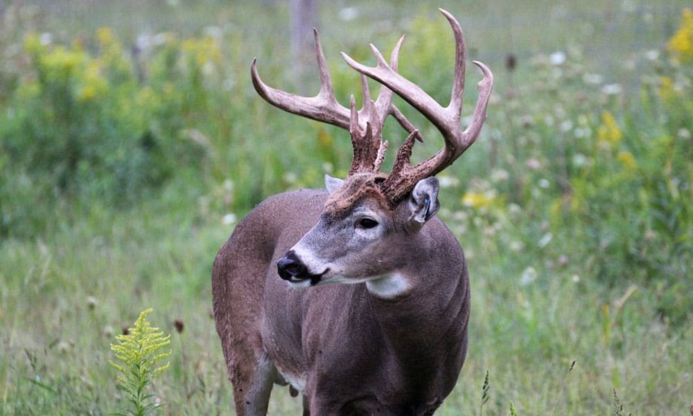 Minnesota Deer Hunting Season - Hunting Magazine