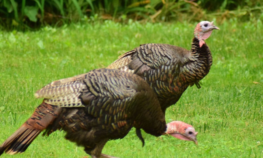 Minnesota Wild Turkey Hunting Seasons - Hunting Magazine