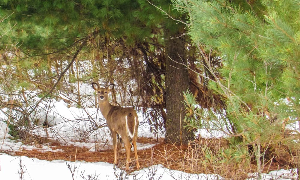 The Shotgun is the Ultimate Deer Hunting Brush Gun - Hunting Magazine