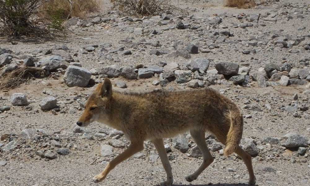 A Coyote Hunting Guide: Tips From An Expert - Hunting Magazine