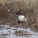 Quail Hunt 2/10/22 in Mulberry Grove, IL – Dogs name is Millie