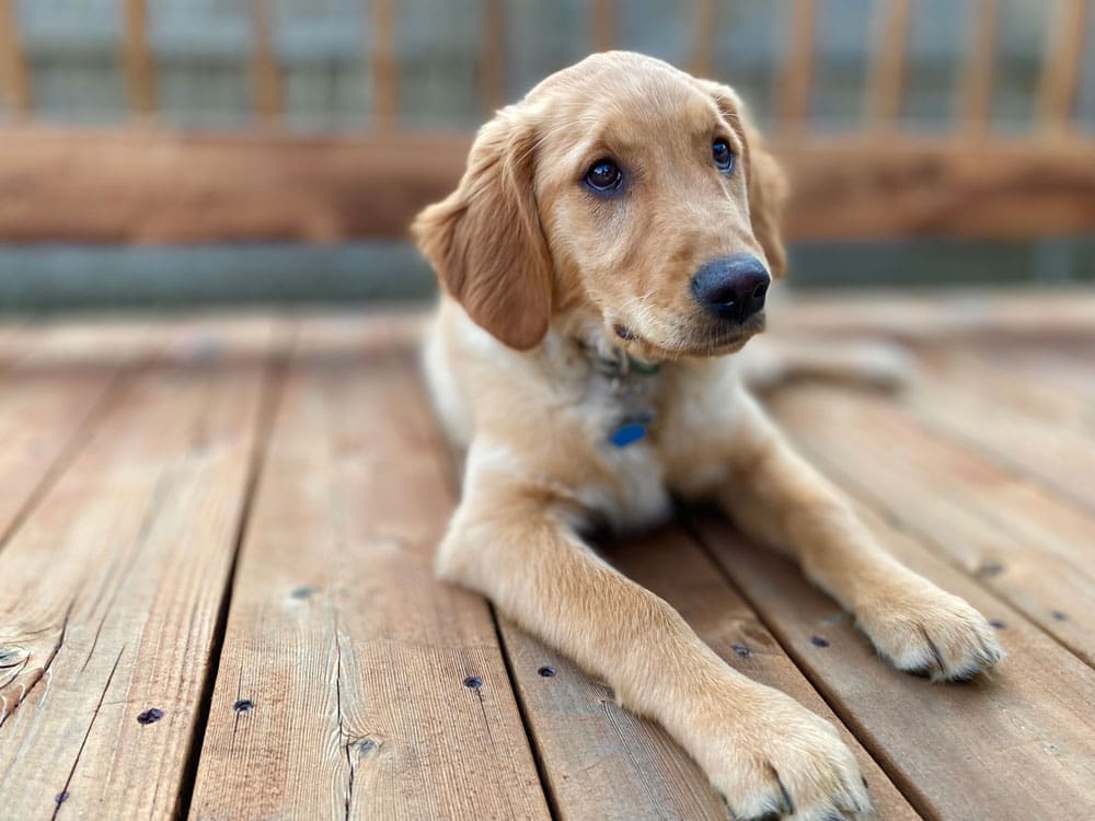 Little Golden Lab Puppy Laying in The Sunshine on The Back Yard Deck - Hunting Magazine