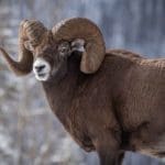 Big-Horn-Sheep-Hunting-Questions-and-Answers-from-Hunting-Magazine