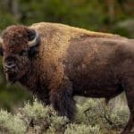 Bison-and-Buffalo-Hunting-Questions-and-Answers-from-Hunting-Magazine