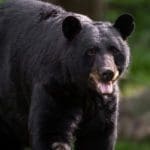 Black-Bear-Hunting-Questions-and-Answers-from-Hunting-Magazine