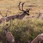 Caribou-Hunting-Questions-and-Answers-from-Hunting-Magazine