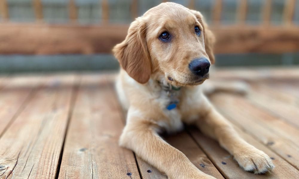 Hunting Dog Questions and Answers from Hunting Magazine