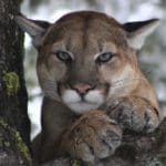 Mountain-Lion-or-Cougar-Hunting-Questions-and-Answers-from-Hunting-Magazine