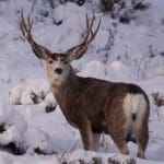 Mule-Deer-Hunting-Questions-and-Answers-from-Hunting-Magazine