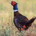 Pheasant-Hunting-Questions-and-Answers-from-Hunting-Magazine