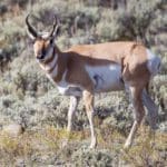Pronghorn-Hunting-Questions-and-Answers-from-Hunting-Magazine