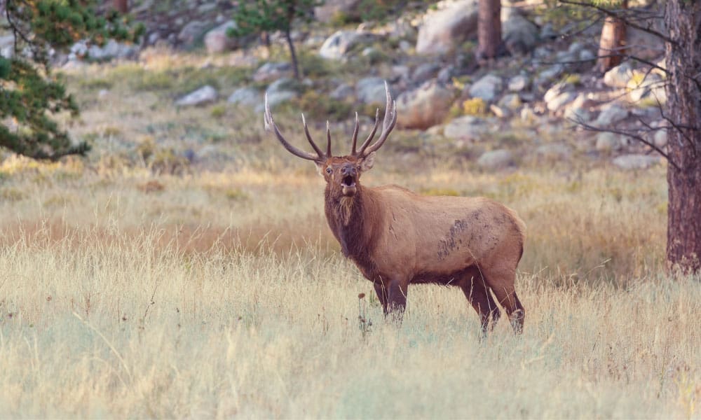Range Finders for Hunting Help Elk Hunters Get Distances for Shooting Range - Hunting Magazine