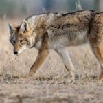 Varmint-Hunting-Questions-and-Answers-from-Hunting-Magazine